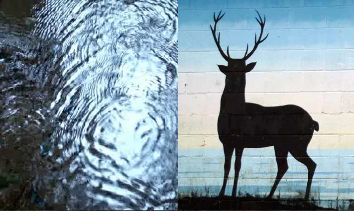 http://www.huntandgather.ca/files/gimgs/17_wateranddeer.jpg